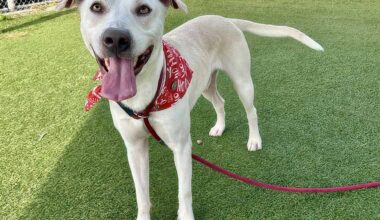 Adoptable dog Pacman guards his peace