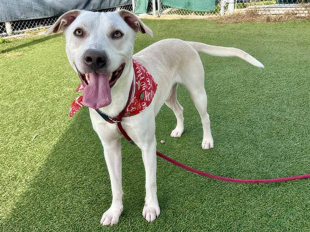 Adoptable dog Pacman guards his peace