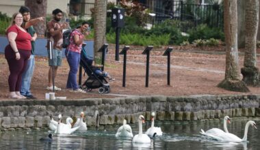 29 swans died, but Orlando avian flu outbreak may be over