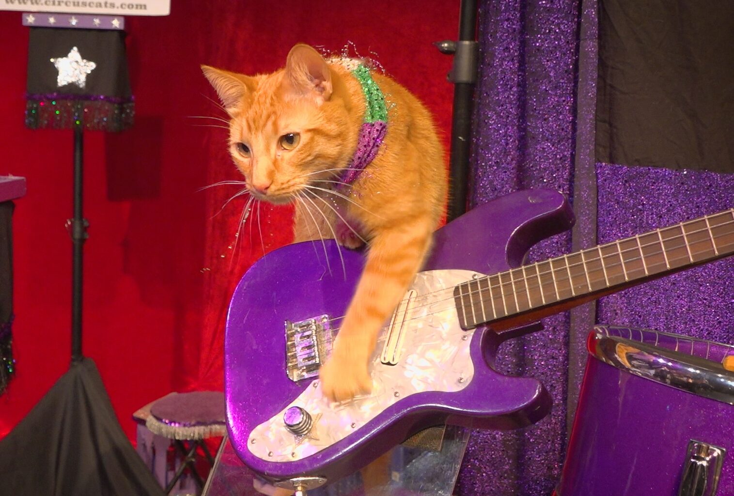 The Amazing Acro-Cats are poised to purrform in Orlando for four days