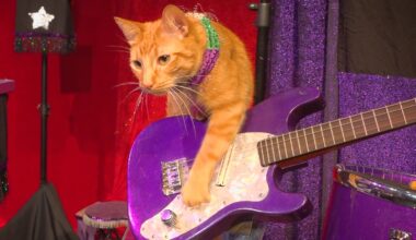 The Amazing Acro-Cats are poised to purrform in Orlando for four days