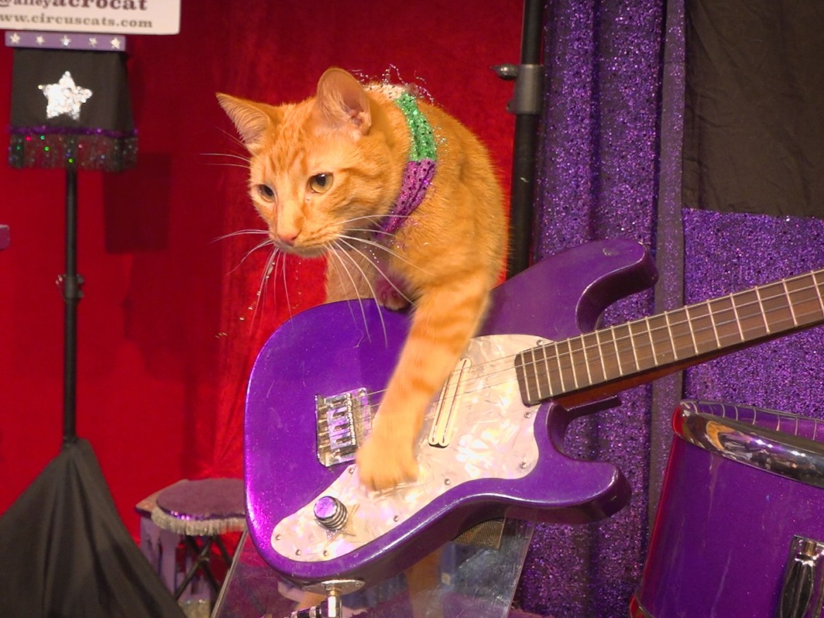The Amazing Acro-Cats are poised to purrform in Orlando for four days