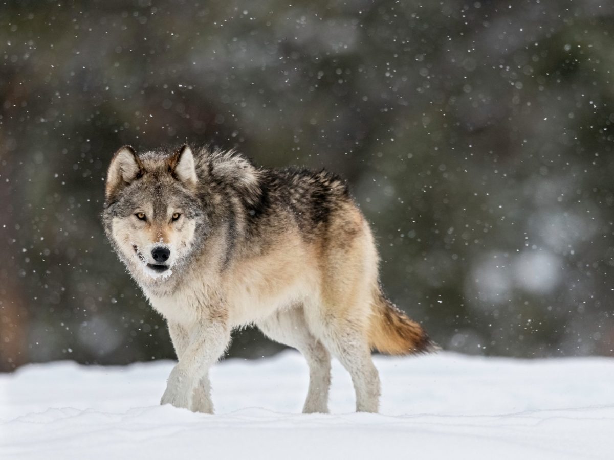 Eckerd College festival brings five nights of environmental films to St. Petersburg