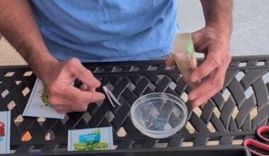 It's feeling like spring. It's time to start some seeds and grow some tasty greens for spring.