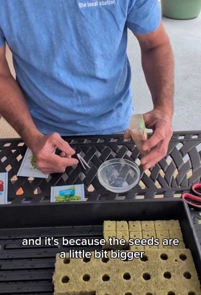 It's feeling like spring. It's time to start some seeds and grow some tasty greens for spring.