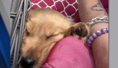 ‘I got a sick dog:’ Central Florida woman’s puppy dies days after she brought it home
