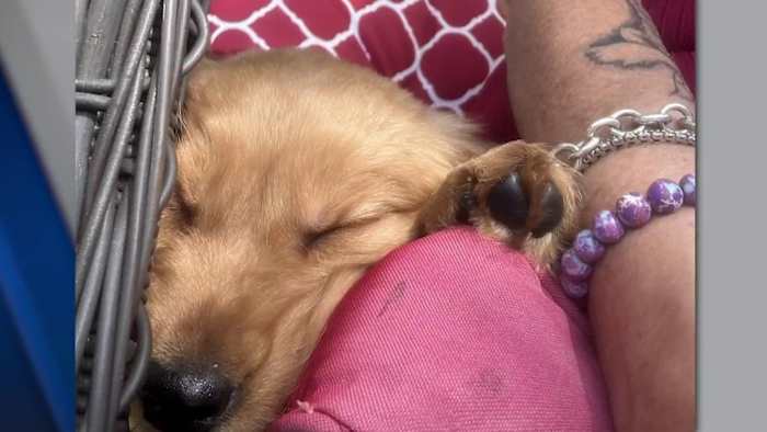 ‘I got a sick dog:’ Central Florida woman’s puppy dies days after she brought it home