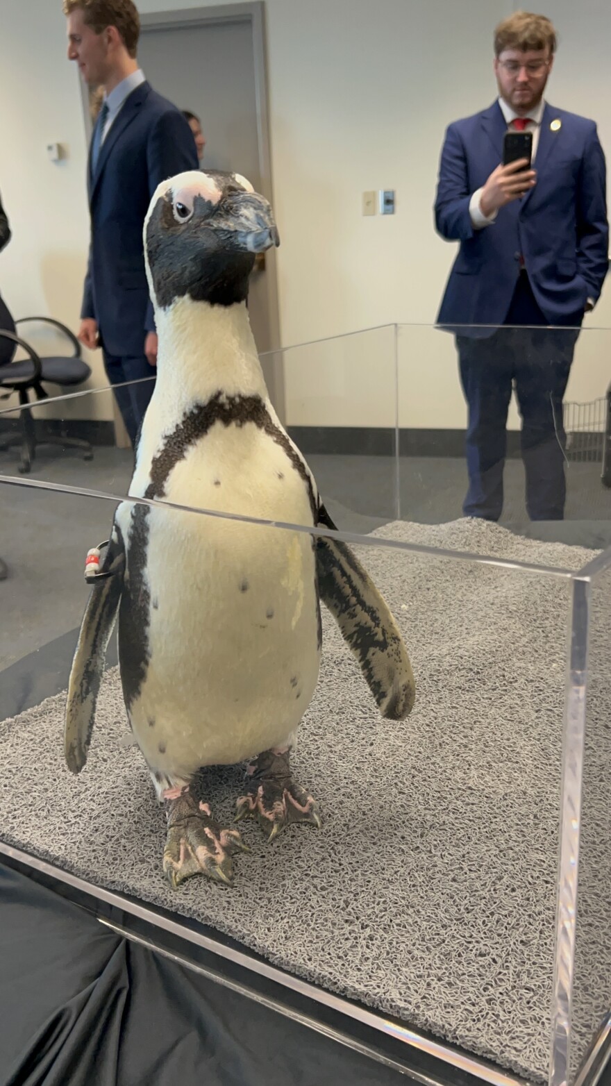 Nuri the African penguin on display at the Florida Capitol on Wednesday, Feb. 18, 2026.
