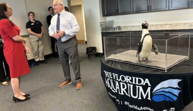 Penguins from the Florida Aquarium have a visit with state lawmakers