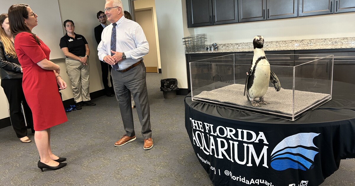 Penguins from the Florida Aquarium have a visit with state lawmakers