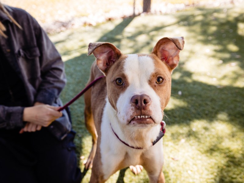 Adoptable dog Gaten is just looking for a little bit of love