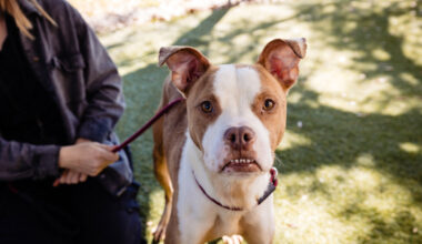 Adoptable dog Gaten is just looking for a little bit of love