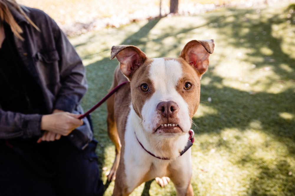 Adoptable dog Gaten is just looking for a little bit of love