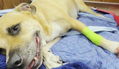 South Florida dog slowly recovering after eating a dead iguana caused its legs to become paralyzed