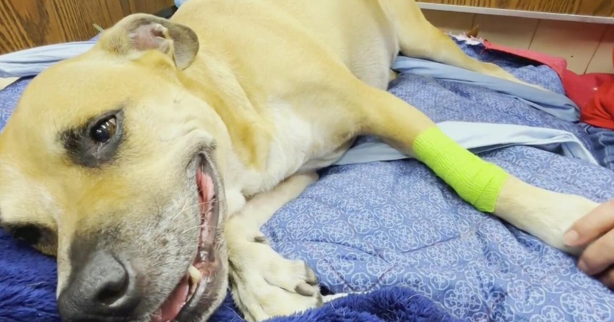 South Florida dog slowly recovering after eating a dead iguana caused its legs to become paralyzed