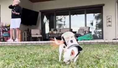 Residents of Orlando's Rowena Gardens neighborhood still in fear of coyotes