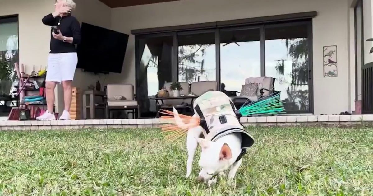 Residents of Orlando's Rowena Gardens neighborhood still in fear of coyotes