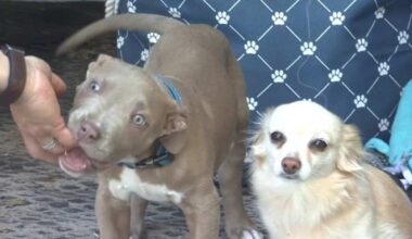 Dogtopia of Jacksonville Beach Blvd Passion 4 Pets adoption event matches 30 dogs with new families