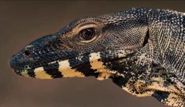 America’s most dangerous invasive lizard lives in Florida. Here’s why it’s a big problem