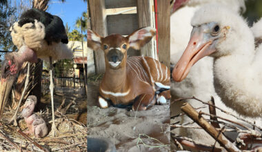 ZooTampa’s ‘baby boom’ marks important milestones in wildlife conservation efforts