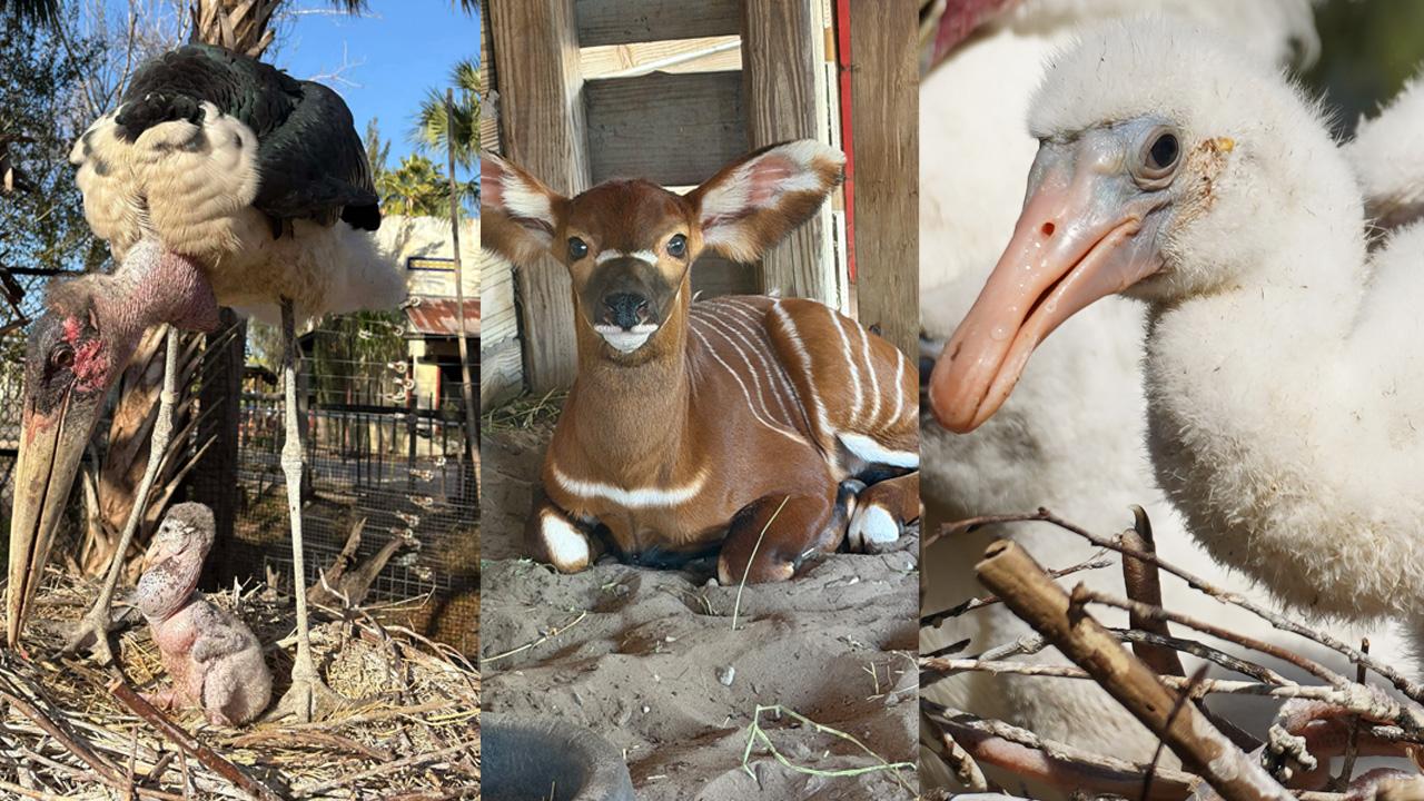 ZooTampa’s ‘baby boom’ marks important milestones in wildlife conservation efforts