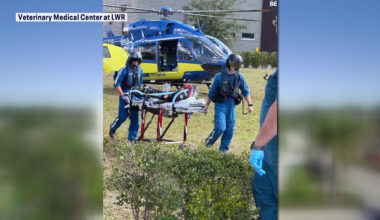 Florida's first injured K9 air medical transport program launched by Tampa General Aeromed
