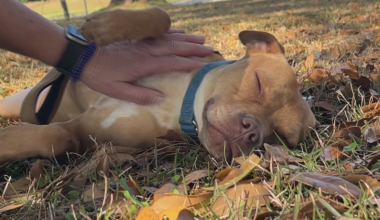 Dog walkers, dog lovers unite!