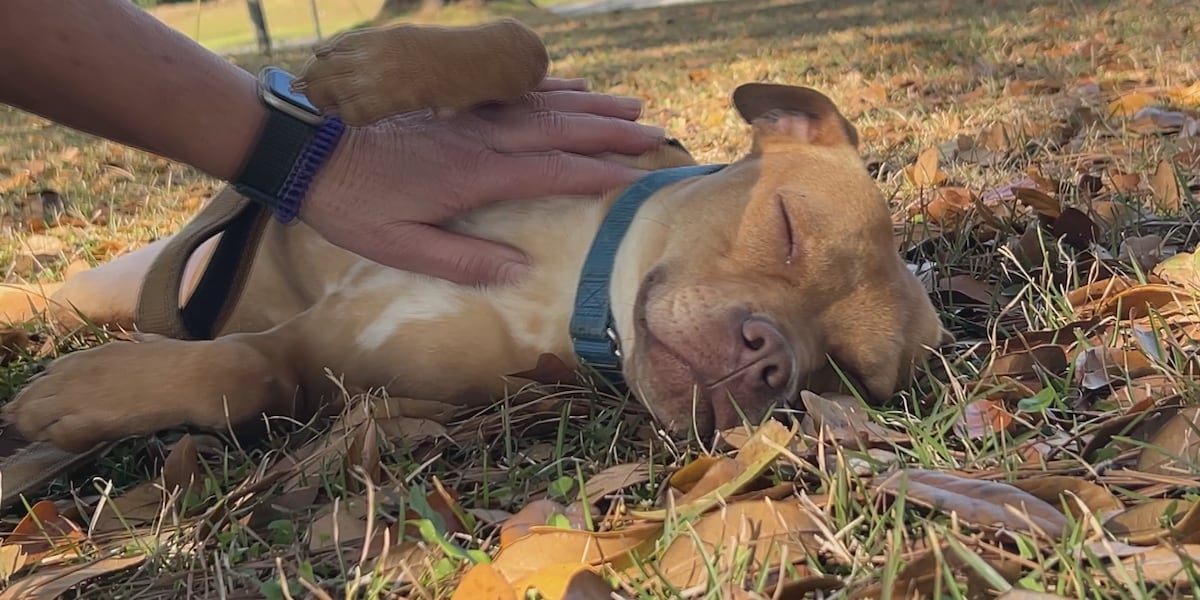 Dog walkers, dog lovers unite!