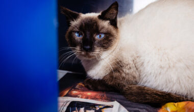 Rescued 'working cats' now free to adopt from Orange County Animal Services