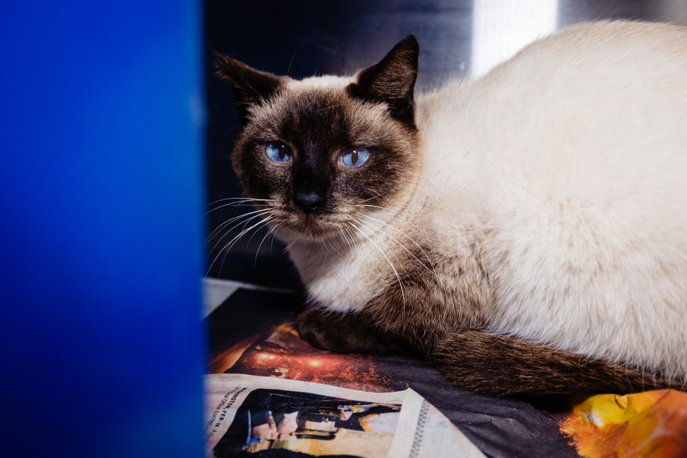 Rescued 'working cats' now free to adopt from Orange County Animal Services