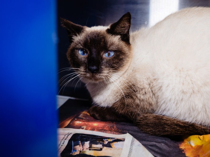 Rescued ‘working cats’ now free to adopt from Orange County Animal Services