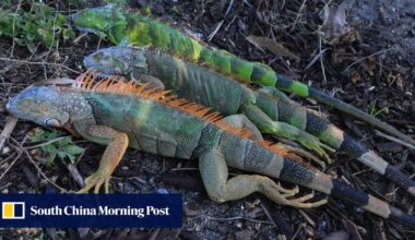 US winter weather leads to heavy snow, cancelled flights and, in Florida, falling iguanas