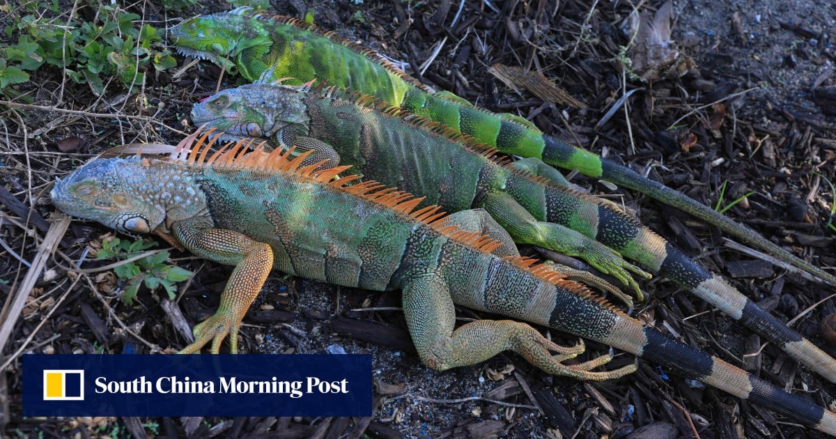 US winter weather leads to heavy snow, cancelled flights and, in Florida, falling iguanas