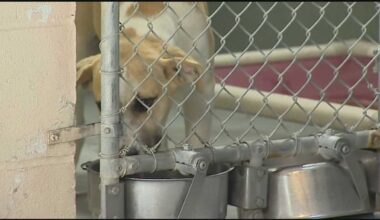 What are the rules for euthanizing animals at Central Florida shelters?