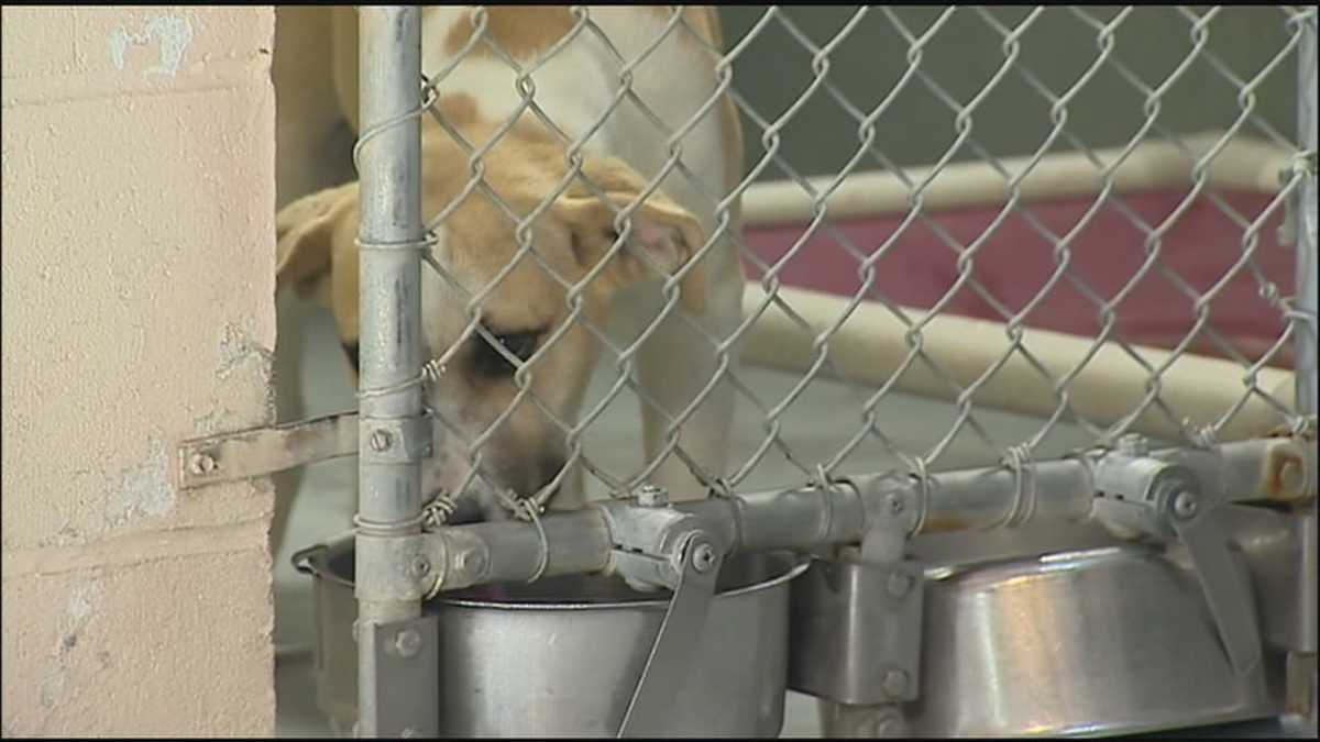 What are the rules for euthanizing animals at Central Florida shelters?