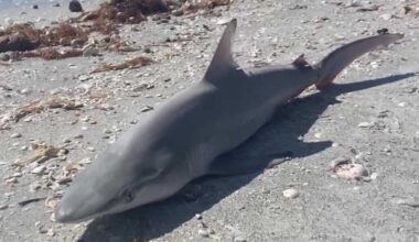 Unusual fish kill hits Southwest Florida beaches after temperature drop