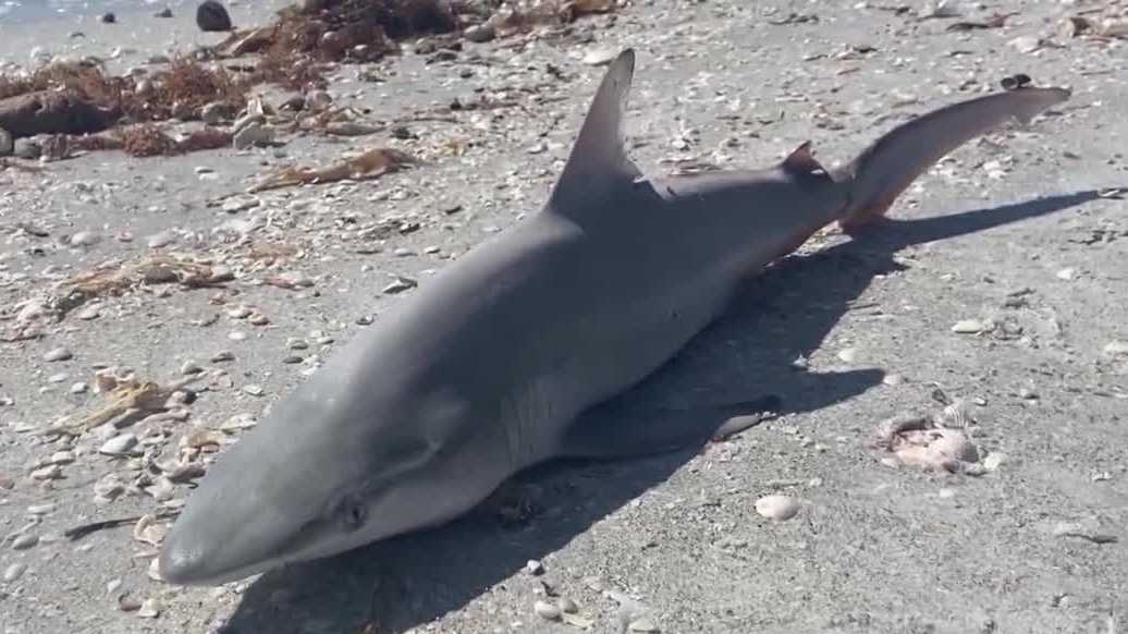 Unusual fish kill hits Southwest Florida beaches after temperature drop
