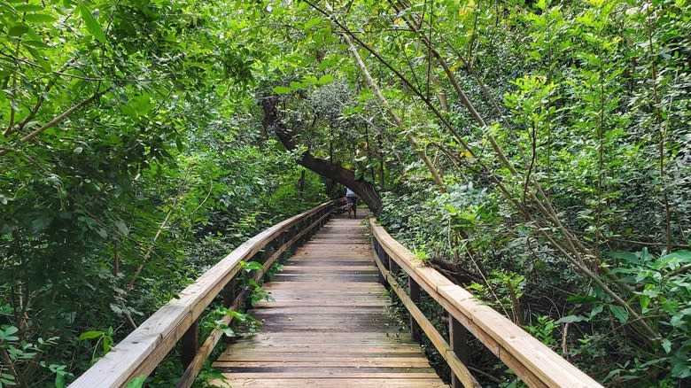 A boardwalk and nature trail in Snyder Park in in Fort Lauderdale, FL