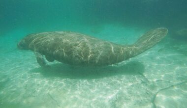FWC approves changes to Indian River County manatee zones
