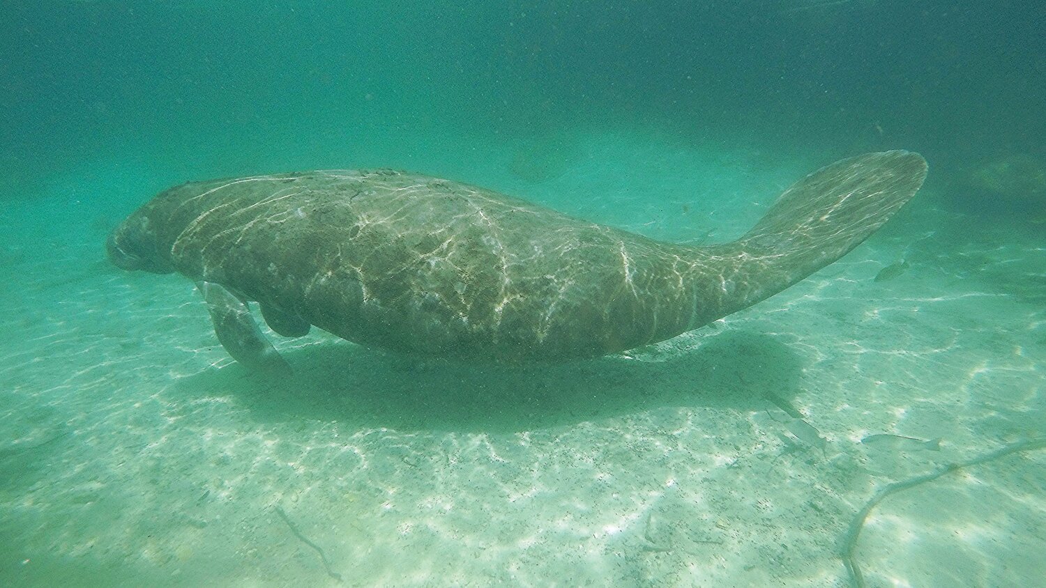 FWC approves changes to Indian River County manatee zones