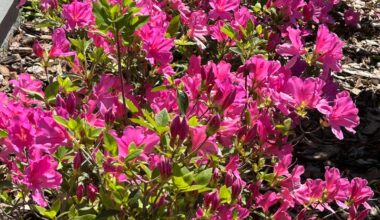 Azalea