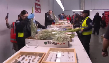 Valentine flower imports increase at Miami airport, despite tariffs and higher costs, officials say - WSVN 7News | Miami News, Weather, Sports