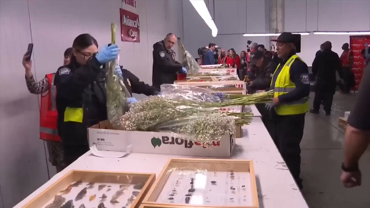 Valentine flower imports increase at Miami airport, despite tariffs and higher costs, officials say - WSVN 7News | Miami News, Weather, Sports