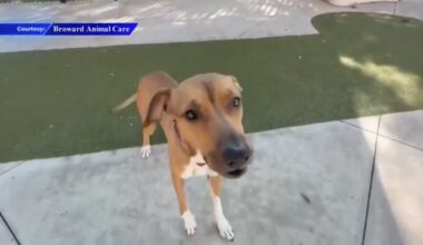 ‘Plenty of Pets’: Broward County Animal Care is waiving adoption fees on Valentine’s week - WSVN 7News | Miami News, Weather, Sports