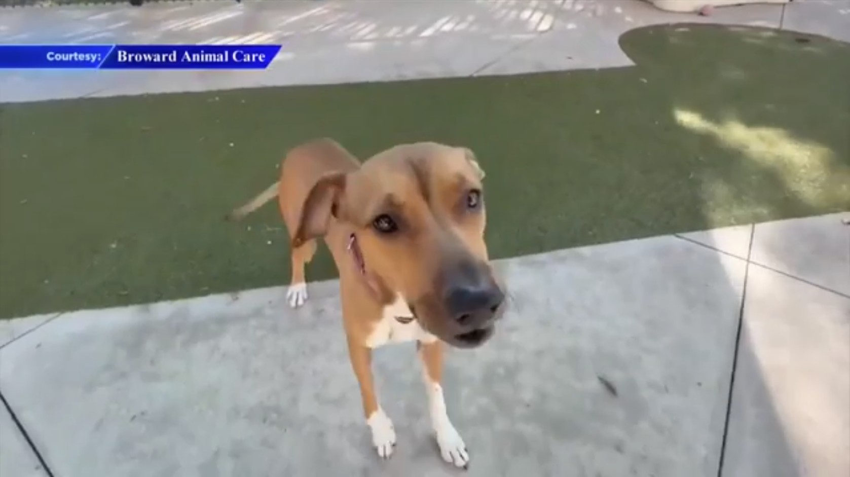 ‘Plenty of Pets’: Broward County Animal Care is waiving adoption fees on Valentine’s week - WSVN 7News | Miami News, Weather, Sports