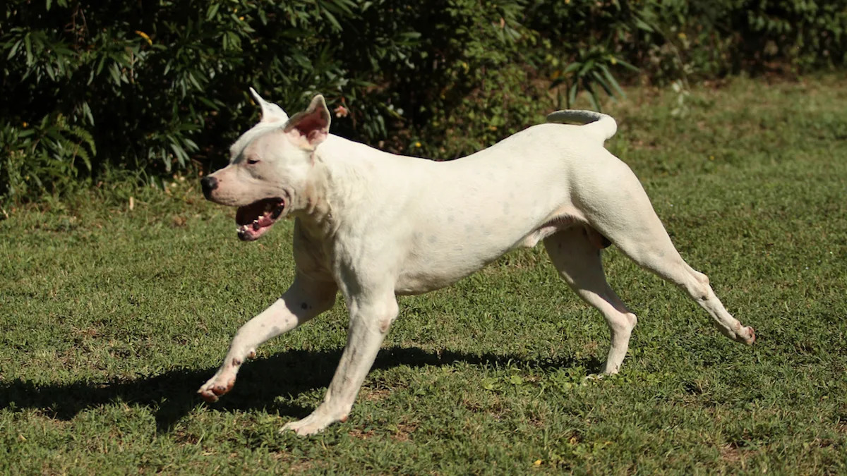 Sweet Dog Abandoned in Florida Melts Her Rescuers’ Hearts With the Most Grateful Hug