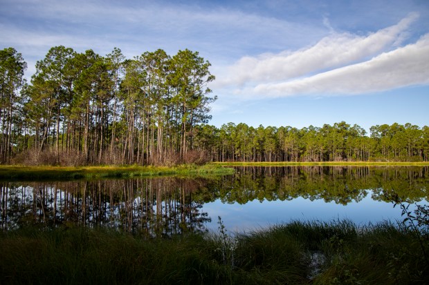 Longleaf pine trees are reflected in a pond at Split Oak Forest on Wednesday, Nov. 17, 2021. This was one location of training for trail running for the Central Florida Explorer. (Patrick Connolly/Orlando Sentinel)
