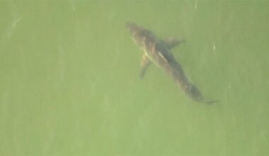 Florida led the nation in shark bites in 2025, new report shows. Here’s why researchers say it tops the list