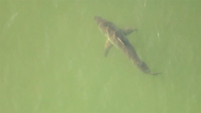 Florida led the nation in shark bites in 2025, new report shows. Here’s why researchers say it tops the list