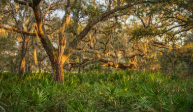 Florida Conservation Group celebrates historic Hardee County ranch conservation